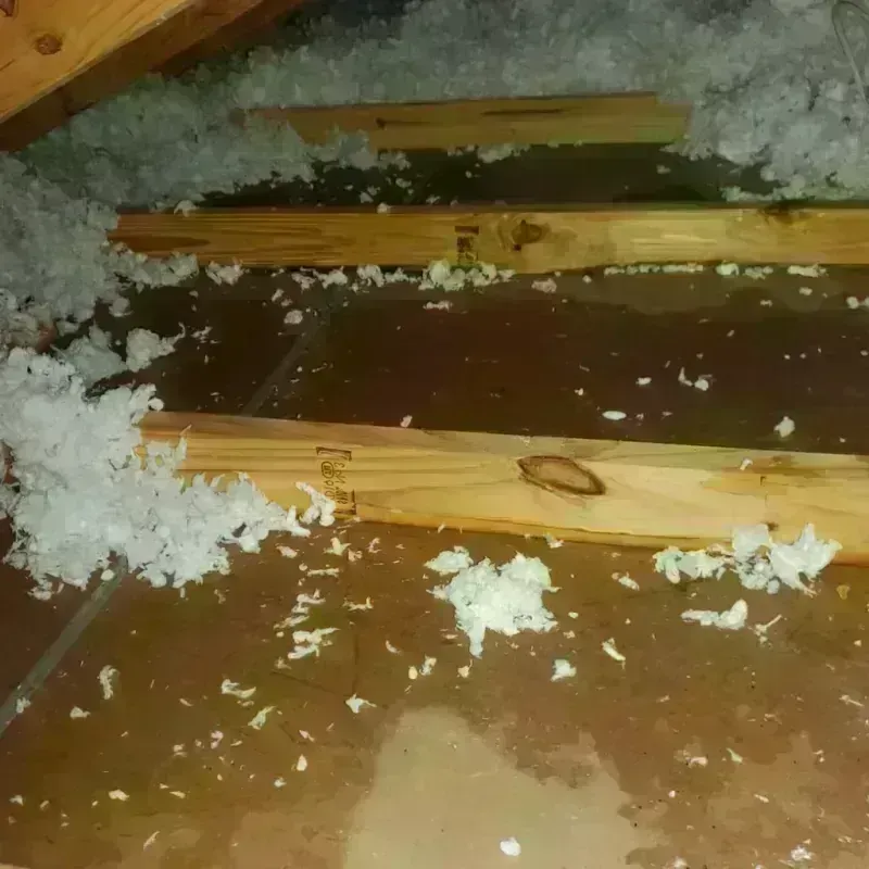 Attic Water Damage in Johnson, KS